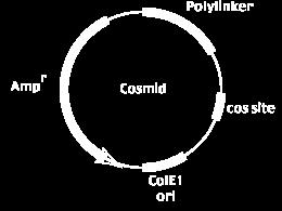 Kosmid vektörler, bir bakteriye ait ve replikasyon orijin bölgesine sahip plasmidle,