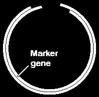 Vektörde seçicilik sağlayan marker genler bulunmalıdır. Bunlar, vektör taşıyan ve taşımayan konak hücreleri ayırmak için gereklidir.