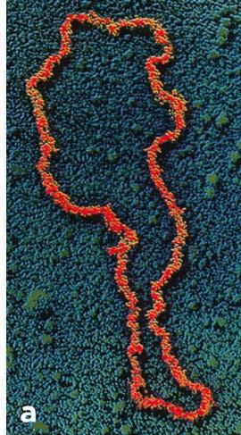 Bakterinin kendi kromozomu dışındaki çift