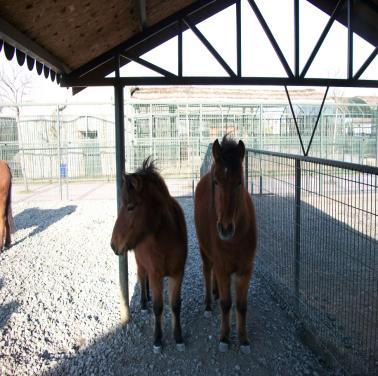 Isırma vakası ile barınağımıza 20 adet köpek getirilmiş olup müşahede sonunda kuduzla ilgili fiziksel bir bulguya rastlanmamıştır.