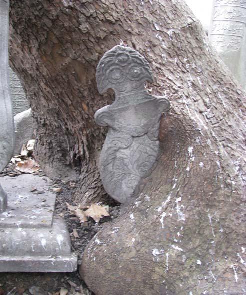 72 Resim 4.10. Ağacın tarihi çocuk mezar taşını içine alışı Tırmanıcı bitkiler arasında sarmaşığın mezar taşları üzerinde zararları vardır.