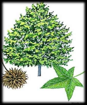 Marmaris, Milas, Köyceğiz ve Fethiye ilçelerinde yabani olarak yetişen bir bitki türüdür.