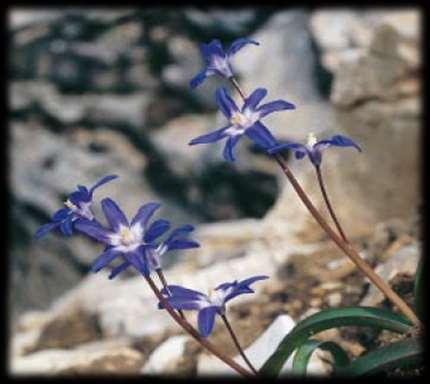 FETHİYE MORYILDIZI (Chionodoxa forbesii): 1000 metrenin yukarısında çam ve sedir orman