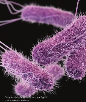 coli O157 veya sadece O157 olarak da geçer): Genellikle E. coli enfeksiyonu salgınıyla ilgili haberler bu suş ile ilgilidir. En bilinen STEC olan E.