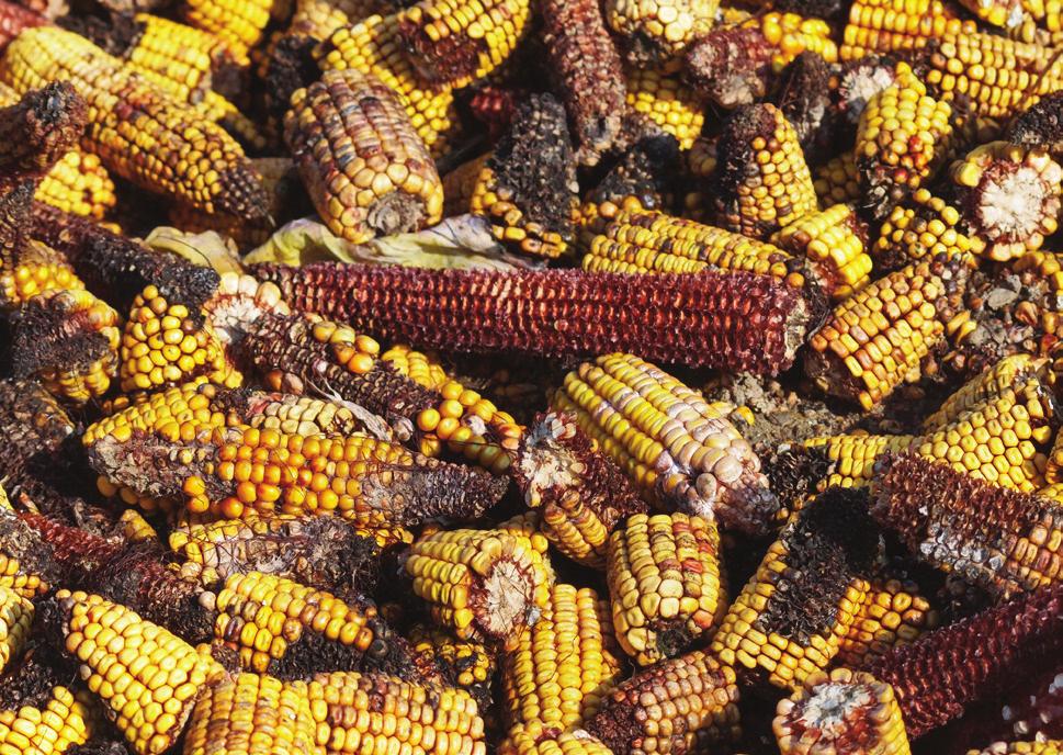 7 Ülkemizde sıklıkla tükettiğimiz ve aflatoksin yönünden risk taşıyan gıdalar, yukarıda sözünü ettiğimiz gibi öncelikle kurutulmuş ürünlerdir.