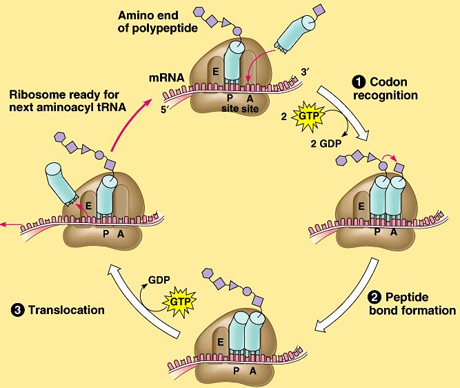 II.Uzama Translation Kodon tanıma Translokasyon Peptit bağı oluşumu Uzama Faktörleri