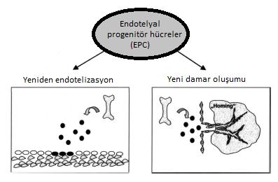 ateroskleroz varlığının bağımsız bir öngördürücüsü olduğu ve kardiyovasküler risk hakkında klasik risk faktörlerine ve inflamatuvar belirteçlere ek olarak bilgi sağladığı öne sürülmüştür (19).