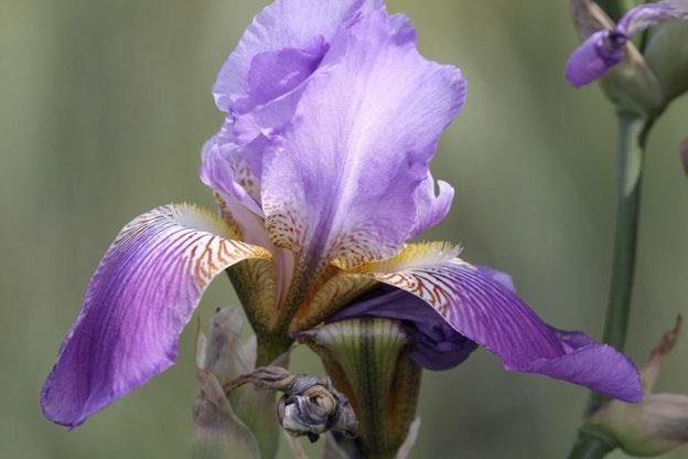 Fotoğraf 10 Iris