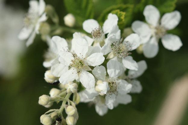 Fotoğraf 16 Spiraea