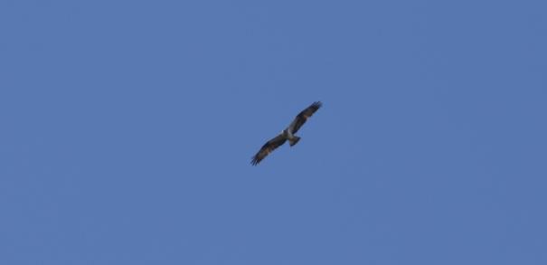 Fotoğraf 43 Circaetus gallicus (Yılan kartalı) Balık Kartalı (Pandion heliatus) Bu dönem içerisinde sahada bir defa gözlenen yırtıcı kuş türlerindendir.