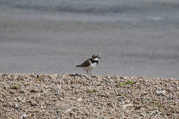 Fotoğraf 56 Charadrius