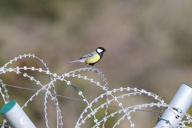 Fotoğraf 62 Parus