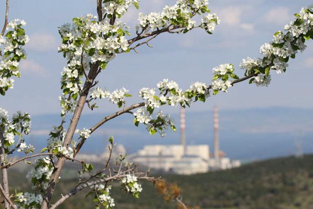 Çanakkale ili florası bitki coğrafyası açısından incelendiğinde yörenin, Akdeniz fitocoğrafik (bitki coğrafyası) bölgesinin etkisi altında kaldığı görülmektedir.