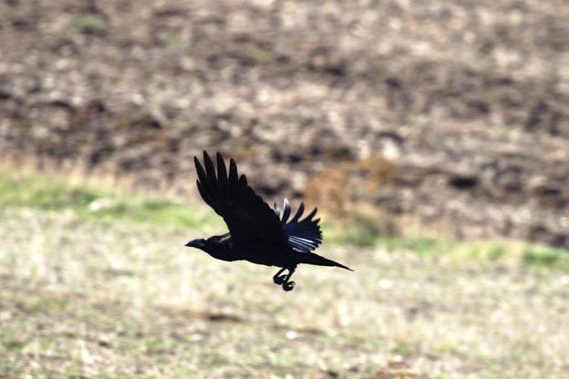 Fotoğraf 74 Corvus corax (Kuzgun) YABAN HAYATI İZLEMESİ Arazi çalışmalarından elde edilen gözlem ve analiz bilgileri ile halihazırdaki literatür bilgileri kullanılmıştır.