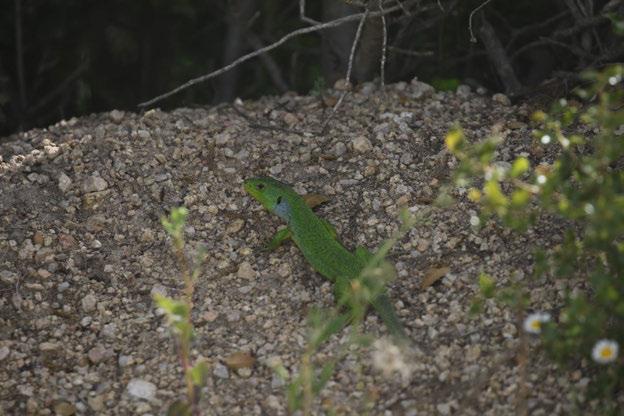 Fotoğraf 77 Lacerta