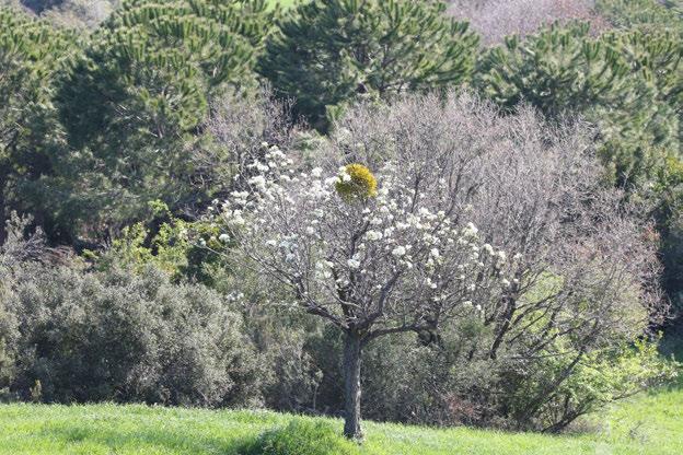 Fotoğraf 4 Saha bitki