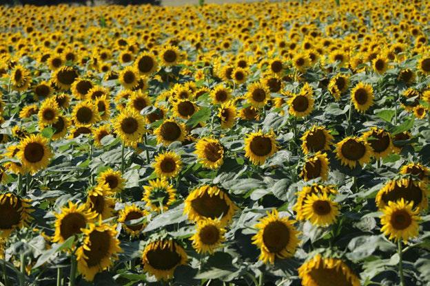 Fotoğraf 8 Helianthus annuus L.