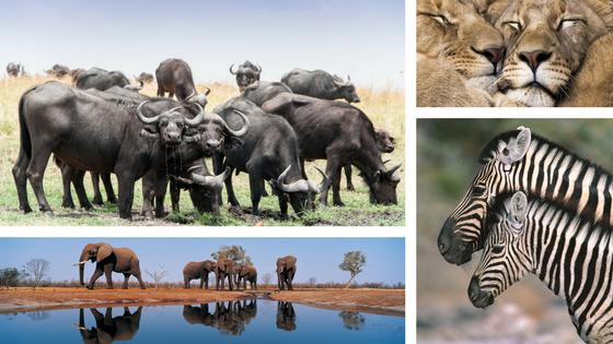 7.GÜN ZAMBEZI QUEEN İLE NEHİRDE SAFARİ (NAMIBYA) Sabah erken kalkan misafirlerimiz için; kahvenizi yudumlarken muhteşem gün doğumunun tadını çıkarmanızı öneririz.