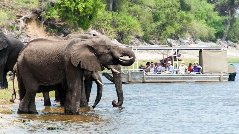 Chobe Nehri üzerinde Afrika nın en güzel manzaralarını görme ve bu özel gezi esnasında 450 den fazla kuş türünü, dünyanın en büyük fillerini, timsahları ve aslan ailelerini, balık türlerini görme