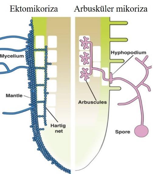 AM fungusları, bitkiye besin alınımını artırmanın yanı sıra, bitkinin tuzlu ve kurak koşullara, ağır metal toksisitesine ve sıcaklık stresine karşı dayanıklılığını artırmakta, bitkinin, büyümeyi