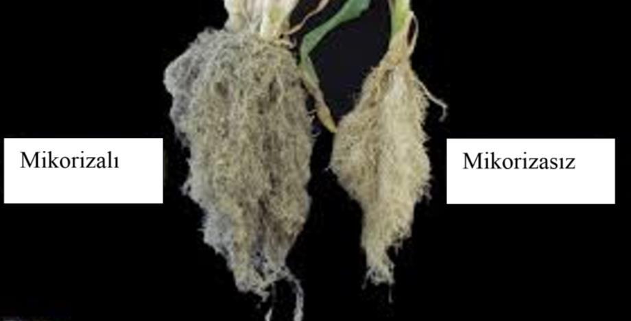 Kökler ve mikorizal mantarlar Dünyadaki vejetasyonun çoğunda mikoriza mantarları ile ilişkili kökler olduğu görülür. Asma kökleri dolaylı olarak bu ilişkiden yarar görür (Şekil 2.5).
