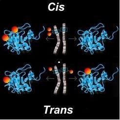 CİS-TRANS HETEROZİGOSİTE CİS: İki mutasyon aynı homolog kromozom üzerinde TRANS: Mutasyonlar ayrı