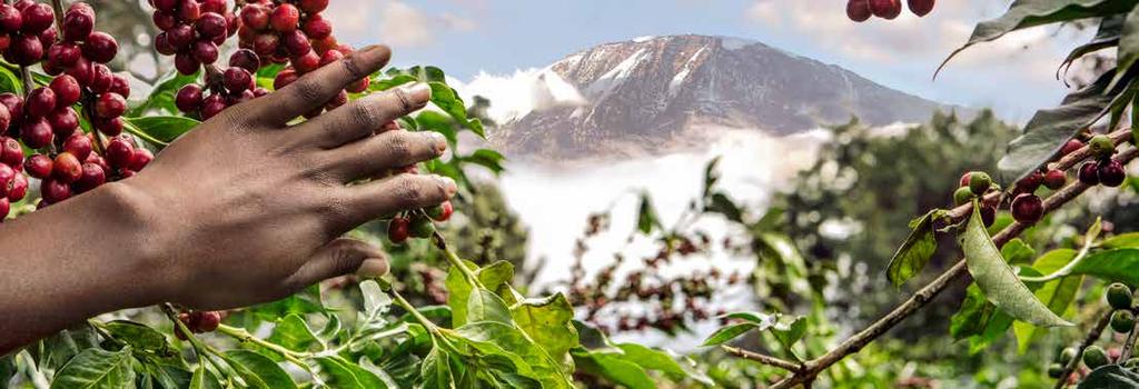DOĞA DOSTU logosu, bu kahvelerin %100 sürdürülebilir tarım yöntemleriyle, Rainforest Alliance ya da organik sertifikalı çiftliklerden elde edildiğini gösterir.