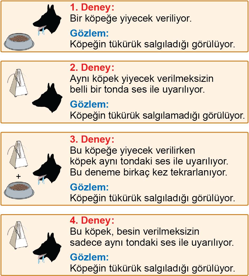 32. İnsan sinir sistemindeki impuls oluşumu ve iletimiyle ilgili aşağıdaki ifadelerden hangisi yanlıştır?