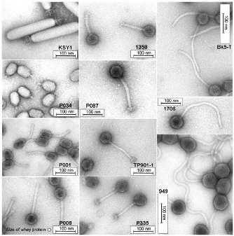 lactis phages representing different morphotypes and lactococcal