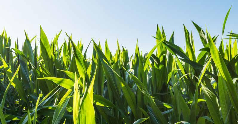 6 7 Süt Çizgisinin Belirlenmesi ve Hasat Zamanı Syngenta Mısır Hibritleri % 50 süt çizgisi mısır silajının en uygun olduğu devredir.