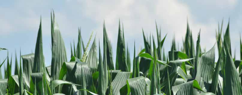 14 15 Syngenta Mısır Bitki Koruma Çözümlerimiz Tohum İlaçları Tohum ve toprak kaynaklı