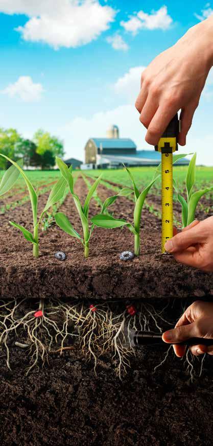 Herbisit Fungisit Fide Kök Çürüklüğü Bozkurt Tel kurdu Dar ve geniş yabancı otlar Yaprak