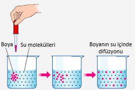 Madde alışverişi sayesinde hücrede gerçekleştirilecek metabolik faaliyetler için ihtiyaç duyulan organik ve inorganik maddelerin alınması, metabolik olaylar sonucu oluşan artık maddelerin ve