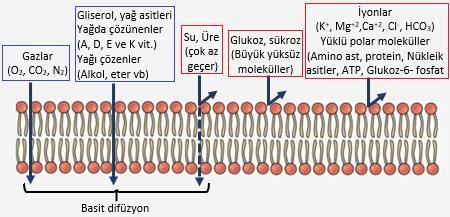 Basit difüzyon ile çoktan aza fosfolipit tabakasından geçebilen moleküllerin bazıları: -Lipid çift tabakadan difüze olabilen yağda eriyen moleküller; O 2, CO 2, N 2, yağ asitleri, kolesterol, steroid