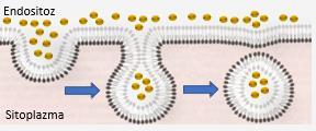 2. Pinositoz (İçme): Büyük sıvı moleküllerin pinositik cep oluşturularak hücre içine alınması olayıdır.