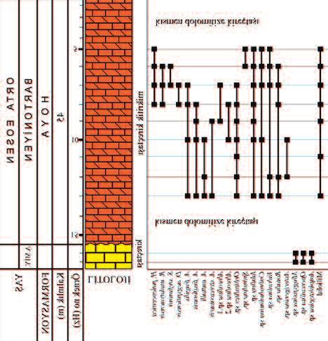 Erdem ve Sinanoğlu Şekil 3. Hazro stratigrafi kesitinde bentik foraminiferlerin dağılımı. Figure 3. Distribution of benthic foraminifera in Hazro stratigraphic section. kesimlerinde; N. spiralis, N.