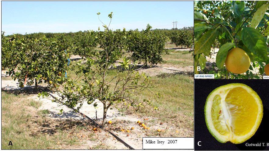 (A) 2 to 3 year old sweet orange tree in south Florida with HLB-induced fruit drop, dieback, and defoliation leading to thin