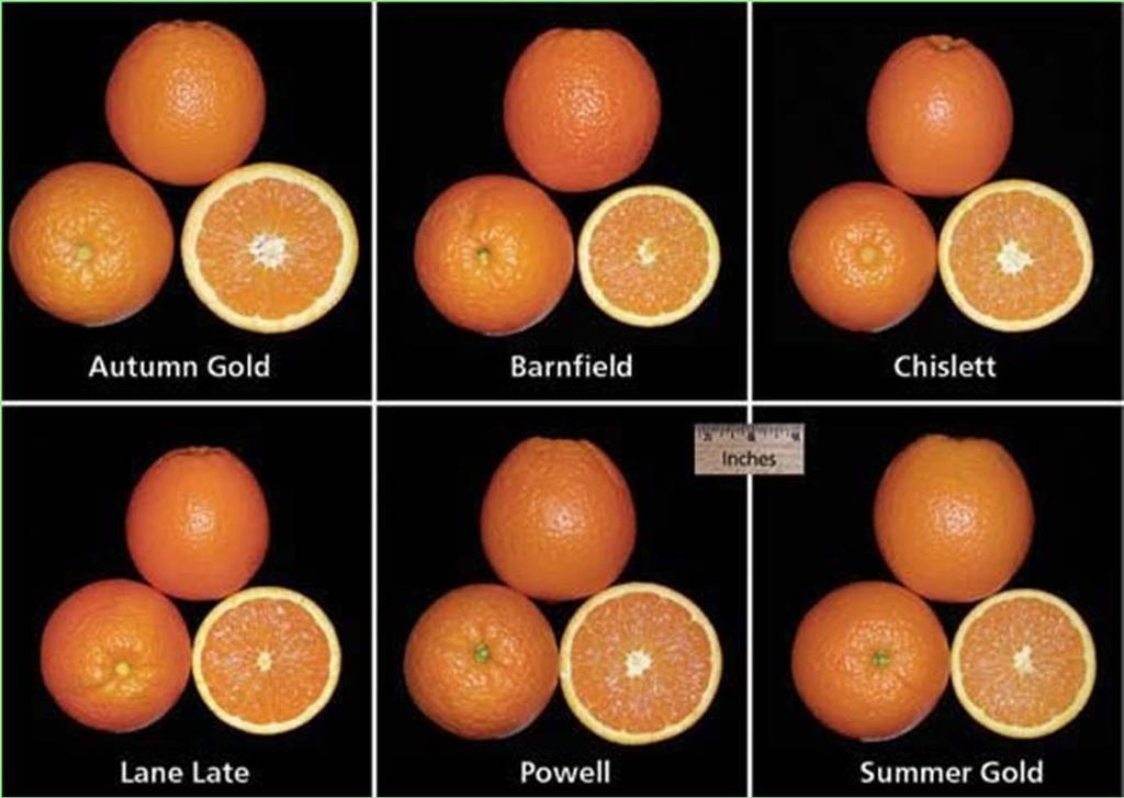 Citrus Clonal Protection