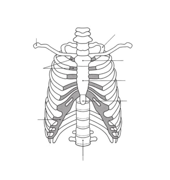Alt solunum bölgesi Göğüs boşluğu Göğüs boşluğu üstte birinci kosta, altta diyafragma, önde manubrium ve sternum, yanlarda oniki çift kosta ve kıkırdakları, arkada ise vertebral kolon ile