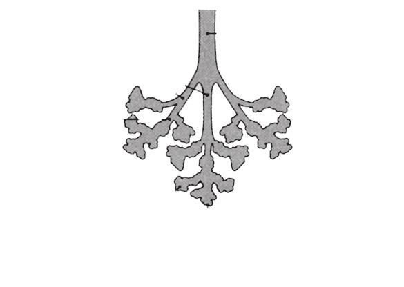 Respiratuvar bronşiyol Terminal bronşiyol Alveoler kese Alveol Şekil 8 Bronşiyol Parenkim Septum Asinüs, alveoler yapı, interstisyum Terminal bronşiyoller, iletici hava yolları ile solunumsal hava
