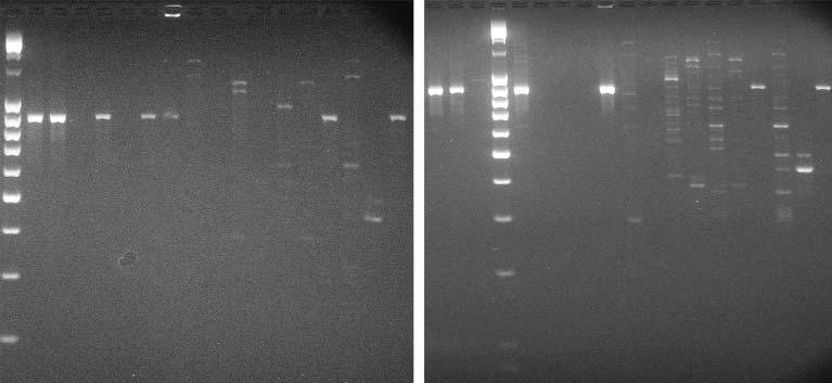 Candida albicans Klinik İzolatlarının Randomly Amplified Polymorphic DNA Yöntemiyle Genotiplendirmesinde Kullanılan Farklı Primerlerin Karşılaştırılması M 1 2 3 4 5 6 7 8 9 10 11 12 13 14 15 16 17 1