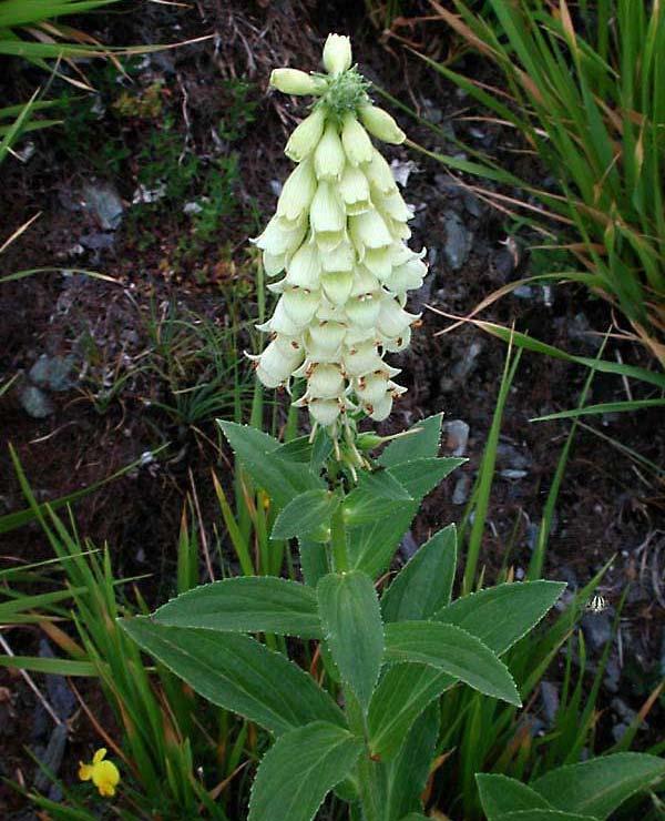 açar. Resim 2.5: Digitalis lutea Çiçek tacı borumsu görünümde, sarı renktedir. Haziran ağustos ayları arasında çiçek 2.6.