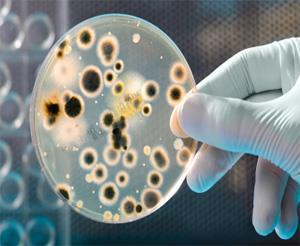 antibakteriyal biyofilm tabaka oluşturur.