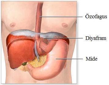 Anatomi Toraks ile abdomen arasında bir ayraç görevi gören kubbe şeklindeki anatomik oluşum olan diyafragma sağ ve sol hemidiyafram olarak ikiye ayrılır.