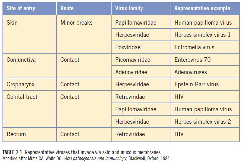 tipler Çoğu tipler Rhinoviruslar ve aphtho viruslar Kedilerin calicivirusu Kanatlıların Enfeksiyöz bronchitis virusu Parinfluenzaviruslar, respiratory syncytial virus Domuz ve atların İnfluenza