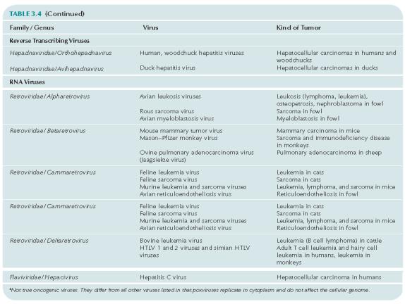 Yardımcı retroviruslara ihtiyaç duyar 2- Viral onkojen (v-onc) taşımayan retrovirüsler/ cis-activating retrovirüsler - Konakçı kromozom DNA sında c-onc yakın bir bölgede entegrasyonu takiben bu geni