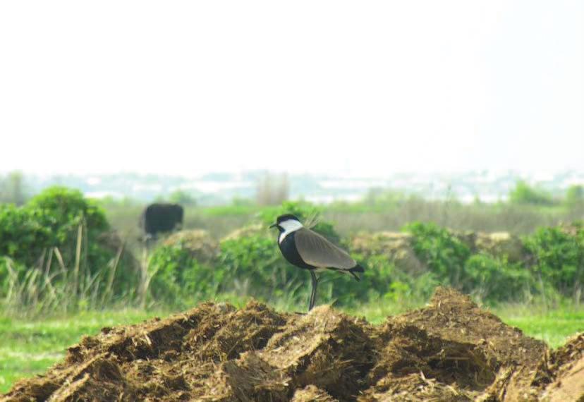 GİRİŞ Küçük Asya da denilen Anadolu, kıta özelliği gösteren yapısı ve önemli kuş göç yollarının geçtiği bir bölge oluşu sebebiyle, zengin bir kuş faunasına sahiptir.