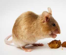 Yeme Davranışı Omnivor durlar-bitkisel ve hayvansal gıdaların ikisini de yeme özelliği Mikrobiyel sindirim ve koprofaji