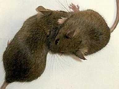 Erkek fare katılımı östrus döngülerini düzenler - kızgınlık dönemi.
