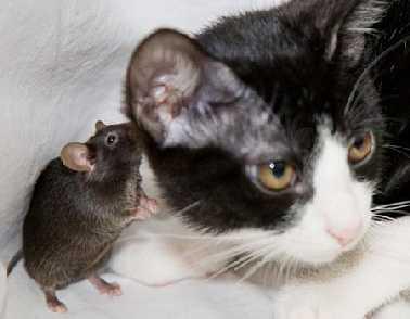 Duysal Davranışlar Laboratuar fareleri, öncelik ve üstünlüklerinin farklı olduğu
